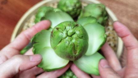 网购红稚莲,探寻自然之美与生活雅趣的完美融合