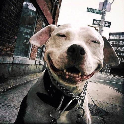 聪明狗成网红视频大全,视频大全带你领略萌宠智慧风采