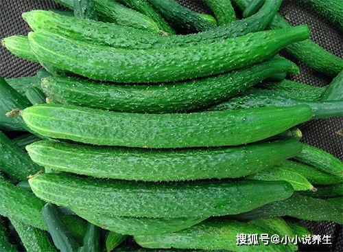 瓜绢螟吃黄瓜,揭秘害虫与农作物的生死较量