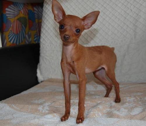 鹿犬网红,萌宠界的明星风采