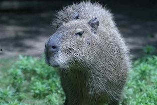 水豚沉迷吃瓜视频