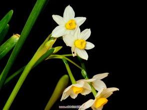 明星发水仙图,自我陶醉的艺术瞬间